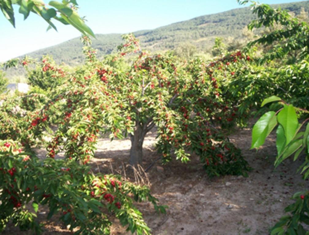Las Calabazas Barrado Номер фото